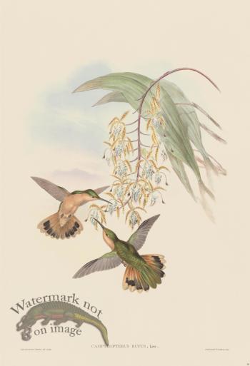 Gould Hummingbird 050